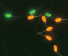 live-dead-sperm-s000002 live-dead-sperm-s000002