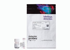 CyQUANT Direct Cell Proliferation Assay CyQUANT Direct Cell Proliferation Assay