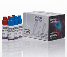 sho-readyprobes-red-blue sho-readyprobes-red-blue