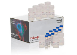 CyQUANT MTT Cell Viability Assay CyQUANT MTT Cell Viability Assay