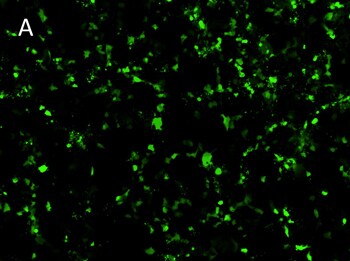 Posttransfection analysis of HCC-827 cells fluorescence images Posttransfection analysis of HCC-827 cells fluorescence images