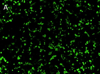 Posttransfection analysis of fluorescence cells Posttransfection analysis of fluorescence cells