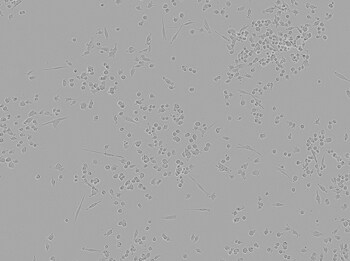 Brightfield image of LLC1 cells in culture prior to transfection Brightfield image of LLC1 cells in culture prior to transfection