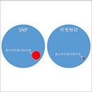 基因突变与可变剪切的验证 基因突变与可变剪切的验证