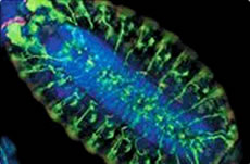 Microarray Analysis Partners & Programs Affymetrix logo part of Thermo Fisher Scientific