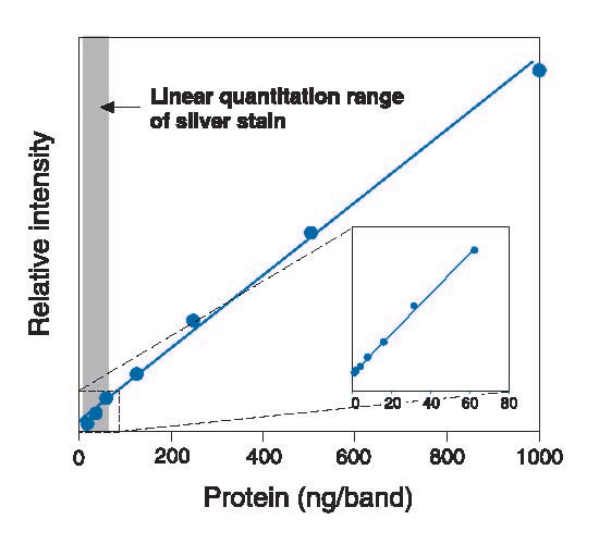 Ruby_Silver Stain comparison Ruby_Silver Stain comparison
