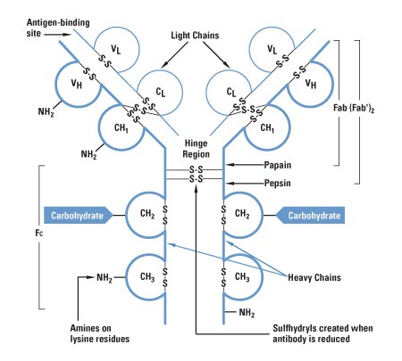 Protein functional group targets located on a representative protein