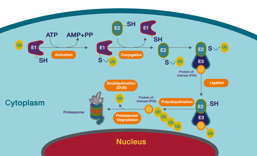 Protein Degradation using the Ubiquitin-Proteasome Pathway | Thermo ...