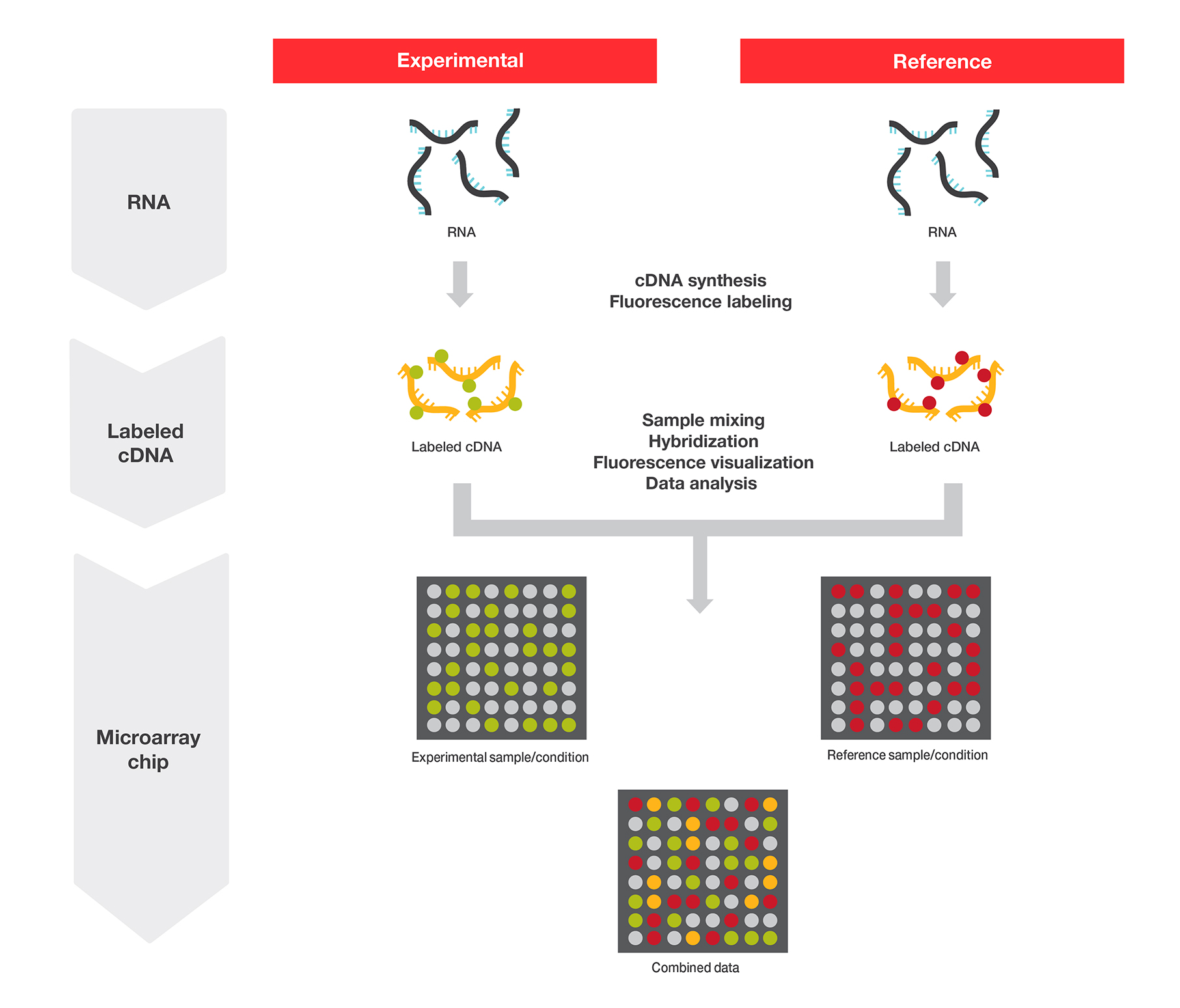 Reversedna Graph Reverse Transcription Applications | Thermo Fisher Scientific - GH