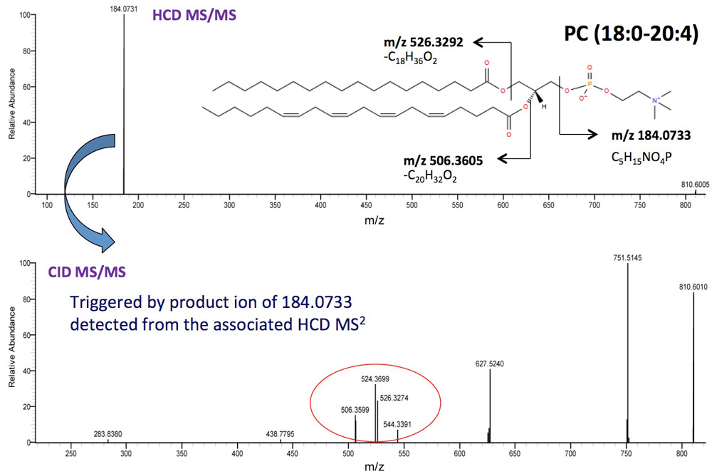 Lipidomics Workflows | Thermo Fisher Scientific - HK
