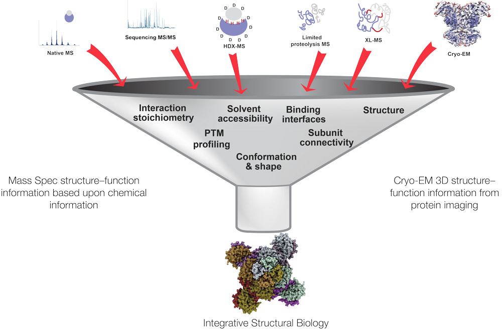 Protein Structure Analysis with Mass Spectrometry | Thermo Fisher ...