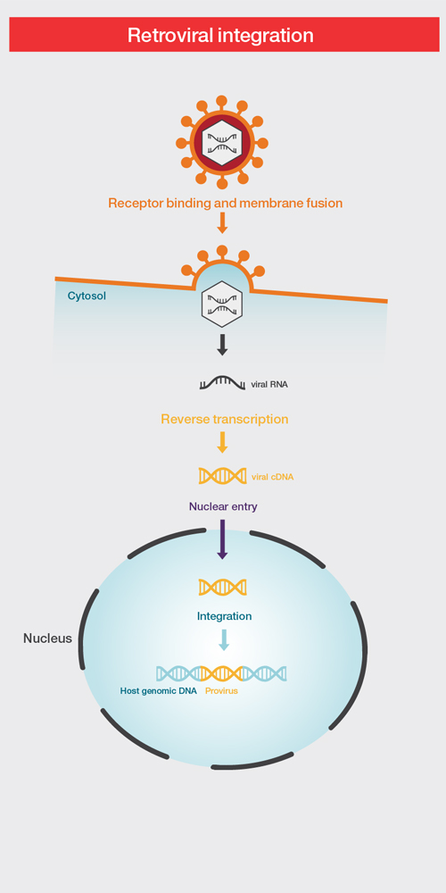 Reverse Transcription Basics | Thermo Fisher Scientific - HK
