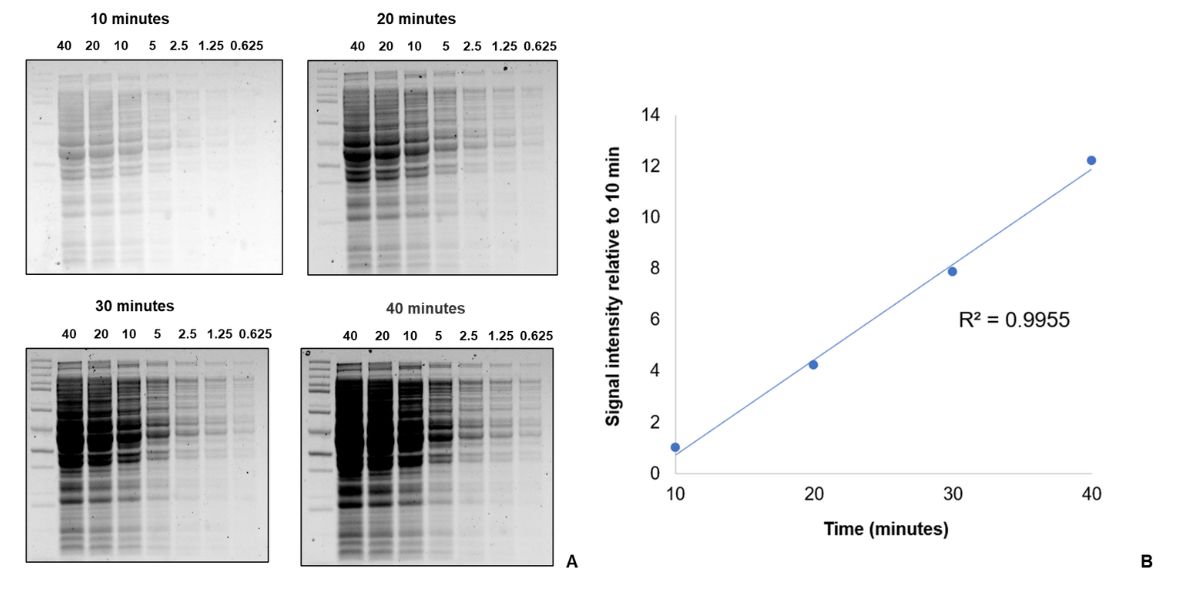 Total Protein Normalization Reagent for Western Blotting | Thermo ...