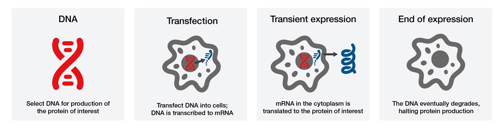 Transient Transfection | Thermo Fisher Scientific - JP