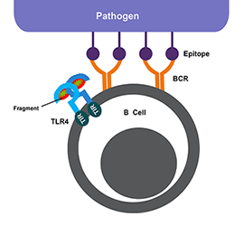 B Cells Overview | Thermo Fisher Scientific - MY