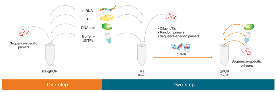Rtstep Basic Principles of RT-qPCR | Thermo Fisher Scientific - NG