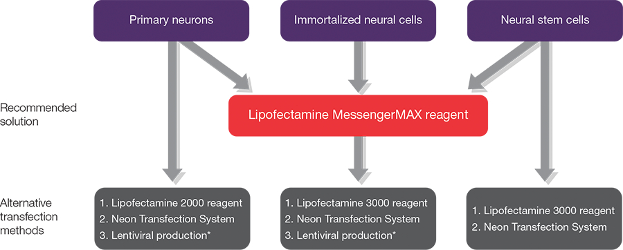 Neurobiology Transfection Guide | Thermo Fisher Scientific - QA