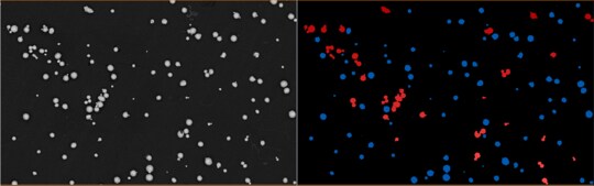 Particle Agglomeration