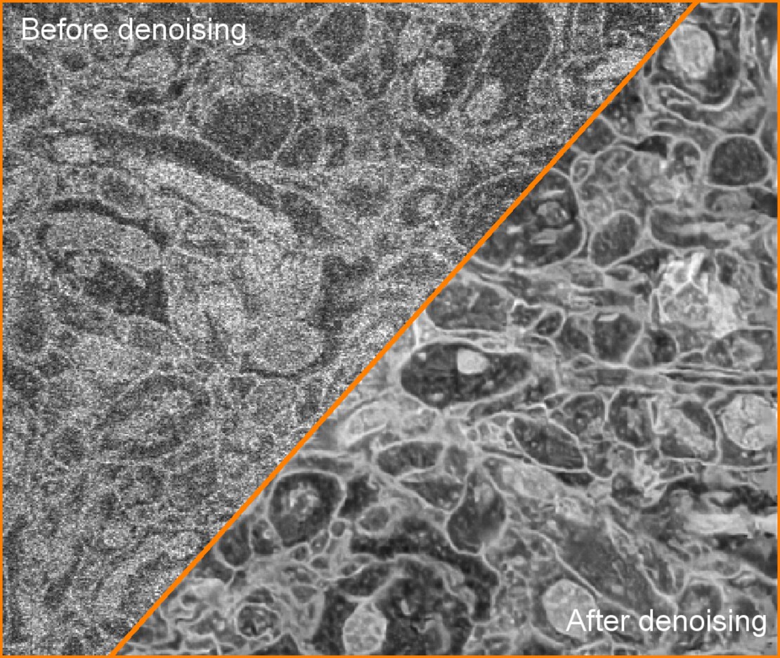 FeatureImage_Denoiser-2
