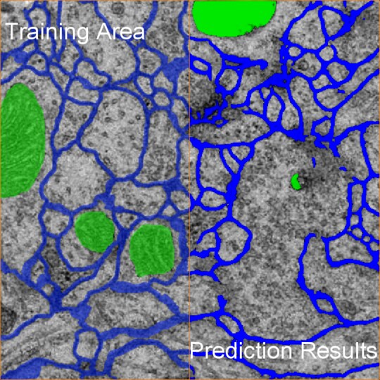 Getting Started with Deep Learning Training for Image Segmentation