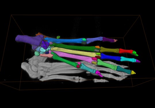Bone Segmentation Workflow for Murine Hindpaw
