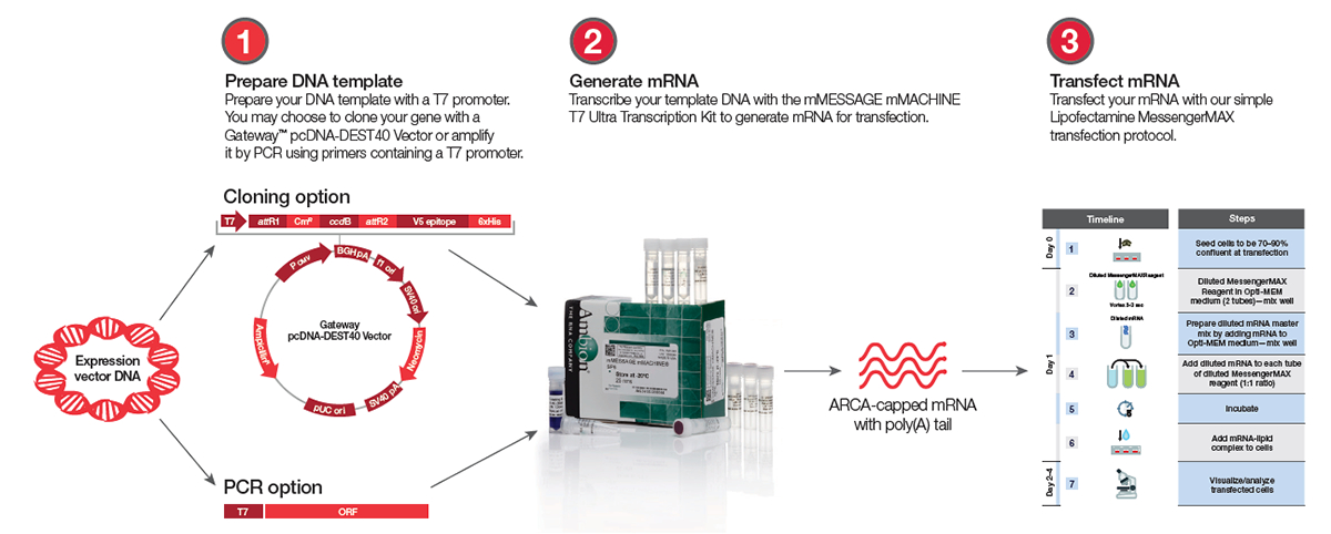 Neurobiology Transfection Guide | Thermo Fisher Scientific - TR