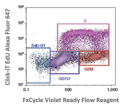 Cell Cycle Analysis by Flow Cytometry | Thermo Fisher Scientific - TW