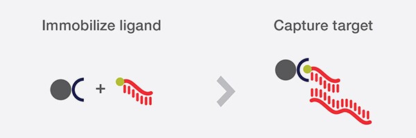 Hybridization capture with streptavidin beads Diagrammed steps of nucleic acid extraction using Dynabeads streptavidin