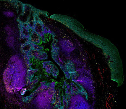 Human tonsil tissue stained with ReadyLabel Antibody Labeling Kits Fluorescent microscopy image of human tonsil tissue