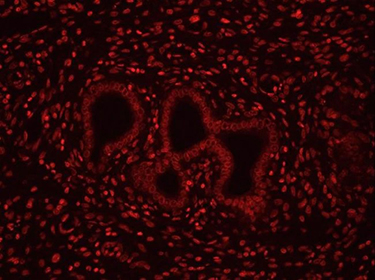 Dead cell stain of tissue section FFPE rat uterine tissue stained with red-fluorescent NucRed Dead 647 ReadyProbes reagent