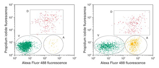 Cell viability in drug-treated cells Increased green apoptotic cells in drug-treated cells; also shows red dead cells