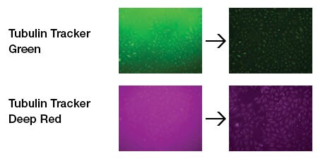 Invitrogen BackDrop Background Suppressor imaging results Invitrogen BackDrop Background Suppressor imaging results