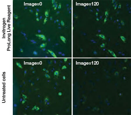 Invitrogen ProLong Live Reagent fluorescence imaging Invitrogen ProLong Live Reagent fluorescence imaging