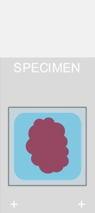 Specimen on slide after glycerol applied (hard-setting mountants only) Illustration of microscope slide with glycerol applied (hard-setting mountants only)