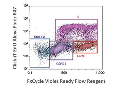 Cell cycle analysis with FxCycle and Click-iT EdU Graphed flow cytometry results of cell cycle analysis