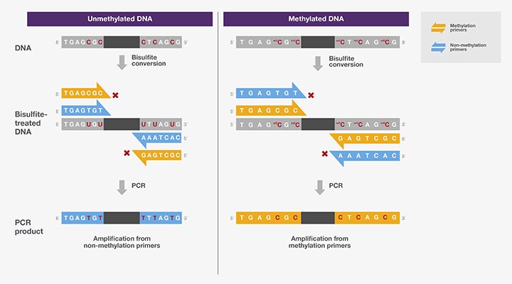 Methylation-specific PCR Methylation-specific PCR