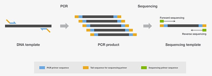 Preparation of PCR amplicons for Sanger sequencing Preparation of PCR amplicons for Sanger sequencing