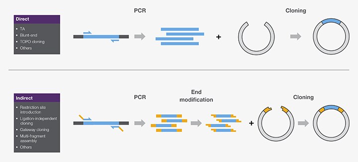 PCR cloning: inserts prepared by PCR cloned into compatible vectors PCR cloning: inserts prepared by PCR cloned into compatible vectors