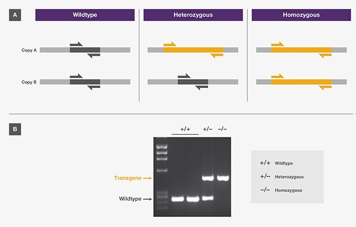 PCR for allelic genotyping of transgenic organisms PCR for allelic genotyping of transgenic organisms