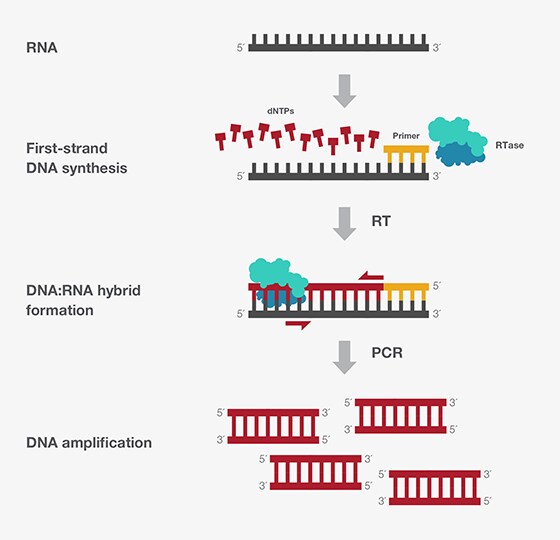 RT-PCR RT-PCR
