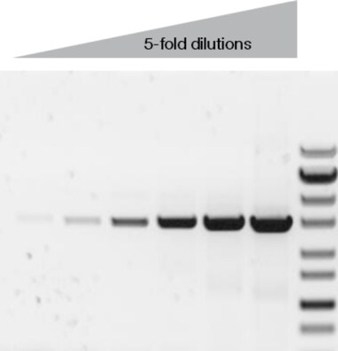 PCR yields PCR yields