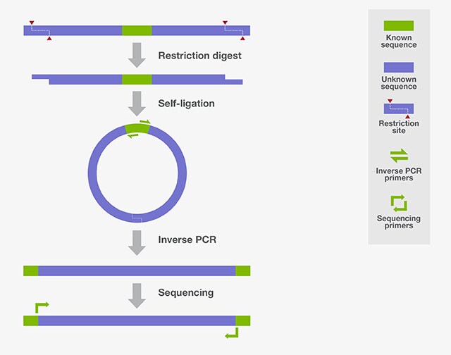 Inverse PCR Inverse PCR
