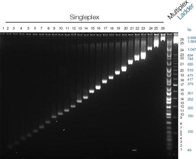 Singleplex and multiplex PCR results Singleplex and multiplex PCR results