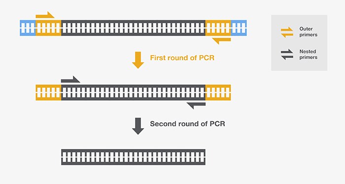 Nested PCR Nested PCR