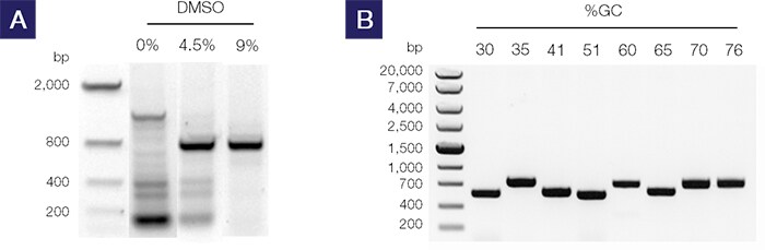 Amplification of regions of human gDNA with differences in GC content Amplification of regions of human gDNA with differences in GC content