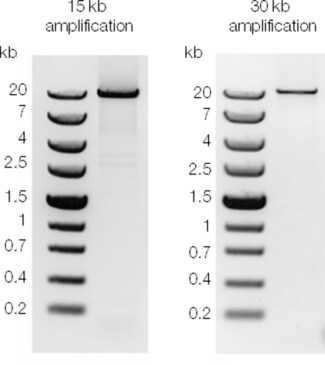 Amplification of long fragments Amplification of long fragments