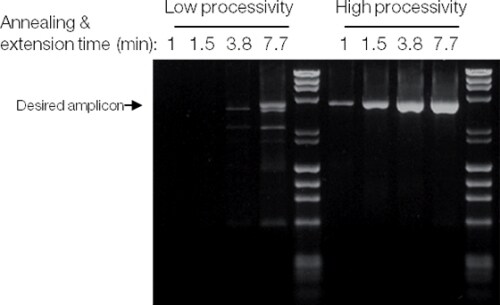 Comparison of DNA polymerases with low vs. high processivity Comparison of DNA polymerases with low vs. high processivity
