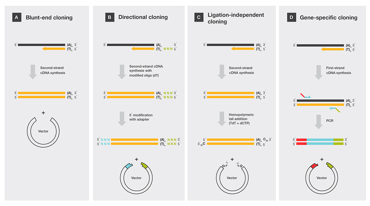 Common methods to clone cDNA Diagrams showing four different ways to clone cDNA; blunt-end cloning, direction cloning, ligation-independent cloning, and gene-specific cloning
