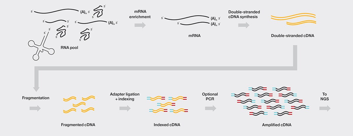 Workflow of RNA sequencing Diagram showing the traditional workflow of RNA sequencing