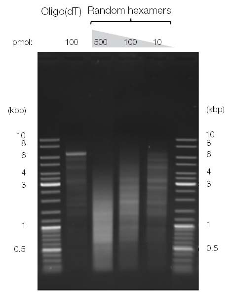 Reverse transcriptase primer choice and concentration affects cDNA length and yield Agarose gel image showing how reverse transcriptase primer choice and concentration affects cDNA length and yield; the lane corresponding to the oligo (dT) primer has a predominant sharp band at 6.4 kb and the lanes with random hexamers show smears centered on different lengths, with 500 pmol random hexamer generating the lowest length cDNAs and 10 pmol random hexamer generating the highest average length centered around 3 kb